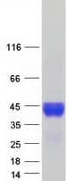 Human C4BPB / C4BP Beta Protein (Recombinant Myc-DDK (Flag))