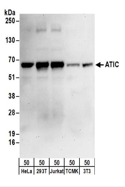 AICAR / ATIC Antibody (aa50-100)