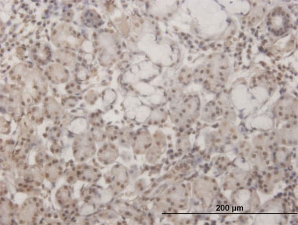 GSC / Goosecoid Antibody (clone 1C2)