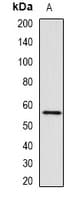 RNF8 Antibody