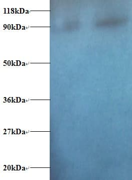 SAT1 / SAT Antibody (FITC)