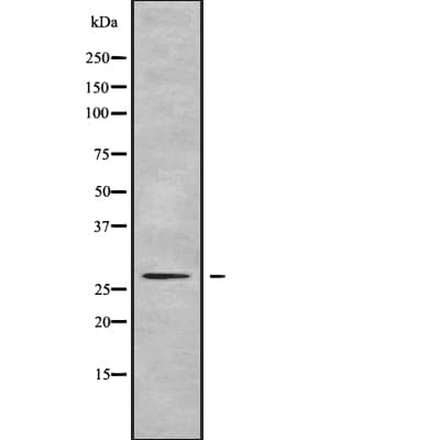 PEX11A Antibody