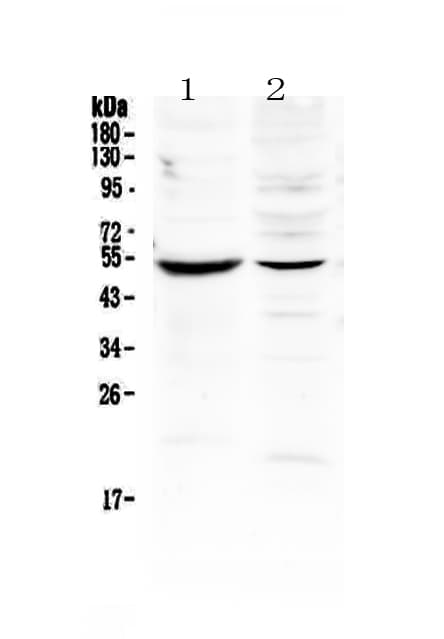 MMP16 Antibody