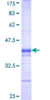Human c-Maf Protein (Recombinant GST, N-terminus)