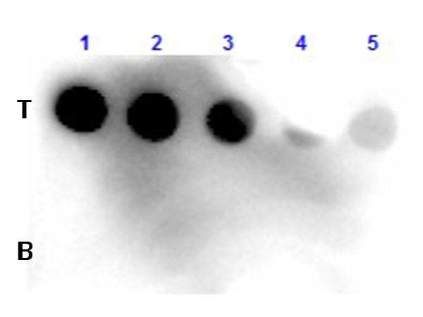 Polyclonal Goat Fluorescein Antibody (HRP, IHC, WB)