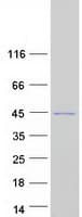 Human F8A2 Protein (Recombinant Myc-DDK (Flag))