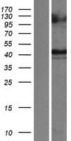 HAVCR1 / KIM-1 Protein (Over-Expression Lysate Myc-DDK (Flag))