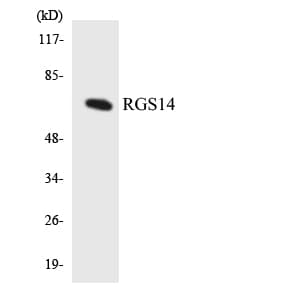 RGS14 Antibody (aa110-159)
