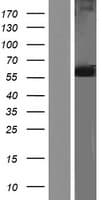 Human GPI Protein (Over-Expression Lysate Myc-DDK (Flag))