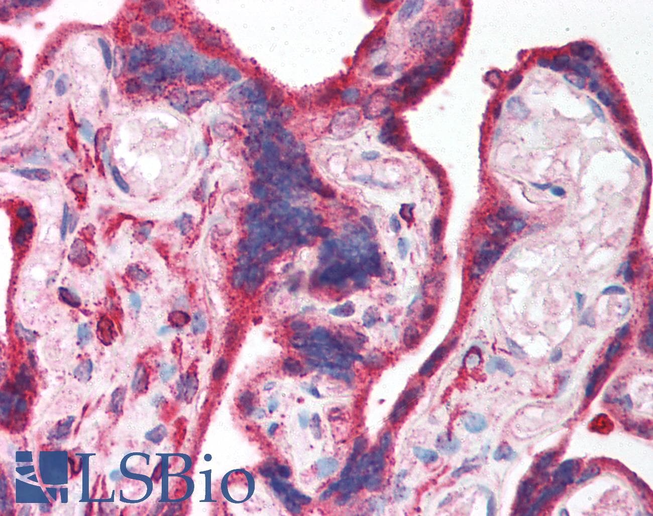 EPB42 Antibody (aa448-497)