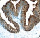 Monoclonal Mouse anti-Human KLK3 / PSA Antibody (Ready-to-Use, IHC)