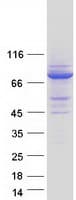 Human SNX18 Protein (Recombinant Myc-DDK (Flag))