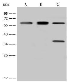 FBXO7 Antibody