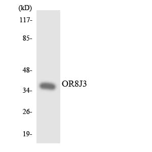 Polyclonal Rabbit anti-Human OR8J3 Antibody (aa222-271, WB)