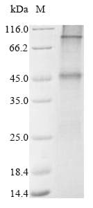 Human GLP1R / GLP-1 Receptor Protein (Recombinant 10His, N-terminus)