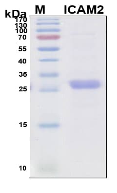 Human ICAM2 / CD102 Protein (Recombinant 6His, N-terminus)
