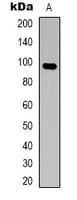 Polyclonal Rabbit anti-Human HCN2 Antibody (Internal, WB)