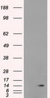 Monoclonal Mouse anti-Human ID2 Antibody (clone OTI10C3, IHC, IF, WB)