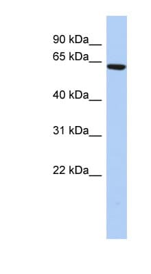 CCDC96 Antibody (N-Terminus)