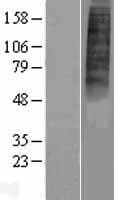 P2Y10 / P2RY10 Protein (Over-Expression Lysate Myc-DDK (Flag))