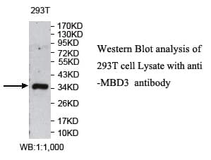 Polyclonal Rabbit anti-Human MBD3 Antibody (aa1-203, WB)