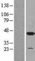 MAPK14 / p38 Protein (Over-Expression Lysate Myc-DDK (Flag))