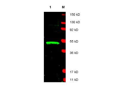 LDB1 / CLIM2 Antibody (C-Terminus)