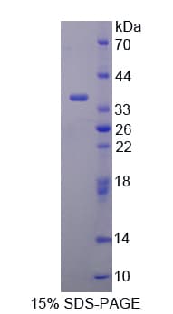Mouse DAPP1 / BAM32 Protein (Recombinant His-T7)