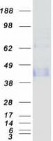 Human LAIR1 / CD305 Protein (Recombinant Myc-DDK (Flag))
