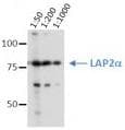 TMPO / TP / Thymopoietin Antibody (clone 3A3)