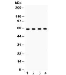 APBB1 / FE65 Antibody