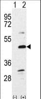 Polyclonal Rabbit anti-Human BMP7 Antibody (aa15-44, IHC, IF, WB)