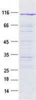 Human APLP1 / APLP-1 Protein (Recombinant GST, N-terminus + His, C-terminus)