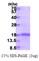 Mouse IL2 Protein (Recombinant)