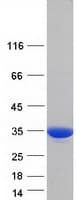 Human YWHAZ / 14-3-3 Zeta Protein (Recombinant Myc-DDK (Flag))