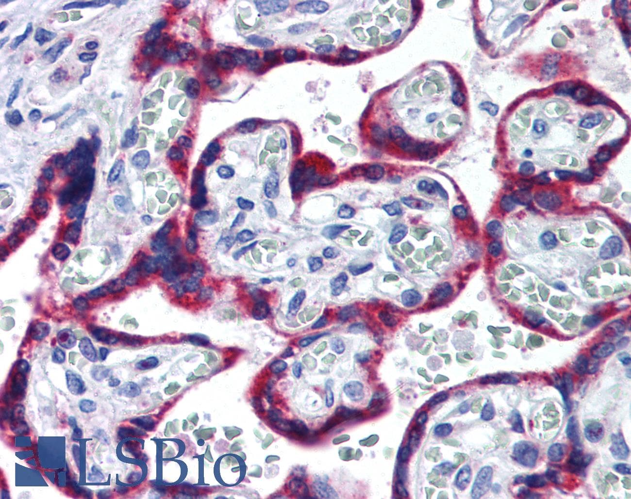 IHC-plus™ HSP90B1 / GP96 / GRP94 Antibody (aa590-640)