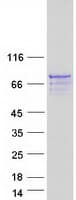 Human AMER2 Protein (Recombinant Myc-DDK (Flag))