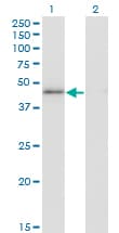 HMG20A Antibody (clone 4D5)