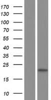 Human DDIT3 / CHOP Protein (Over-Expression Lysate Myc-DDK (Flag))