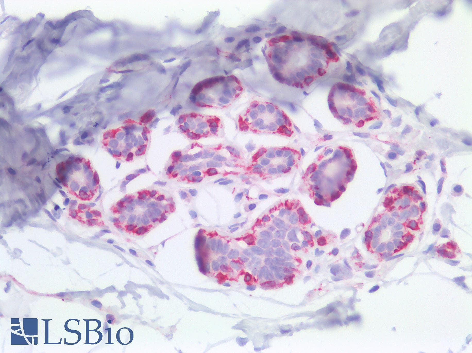 PathPlus™ NES / Nestin Antibody