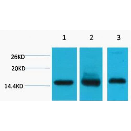 Histone H3 Antibody (clone Mix)