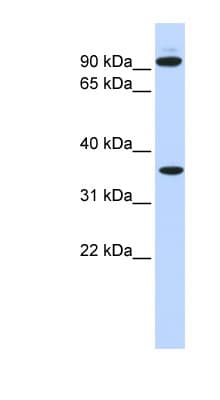 Polyclonal Rabbit anti-Human EXT2 Antibody (aa164-213, WB)