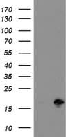 TSC22D1 / TSC22 Antibody (clone OTI3B7)