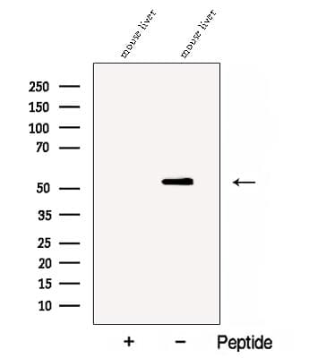 CTSF / Cathepsin F Antibody