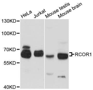 RCOR1 / COREST Antibody