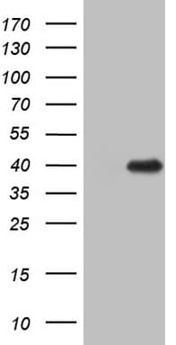 ZFP42 / REX-1 Antibody (aa1-235, clone OTI9E8)