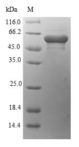 Chlamydomonas reinhardtii Autolysin Protein (Recombinant 6His-SUMO, N-terminus)