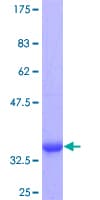 Human RXFP1/ LGR7 Protein (Recombinant GST, N-terminus)