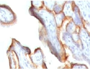 CGA / hCG Alpha Antibody (clone CGA91-2)