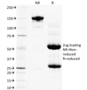PGF / PLGF Antibody (clone PLGF94, Azide-free, BSA-free)